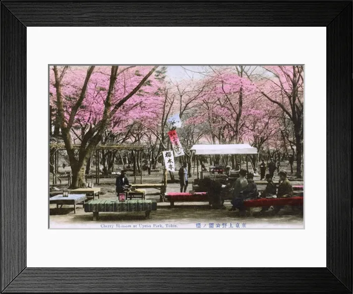 Framed Print : Cherry Blossom and refreshments in Ueno Park, Tokyo, Japan Framed Print : Cherry Blossom and refreshments in Ueno Park, Tokyo, Japan