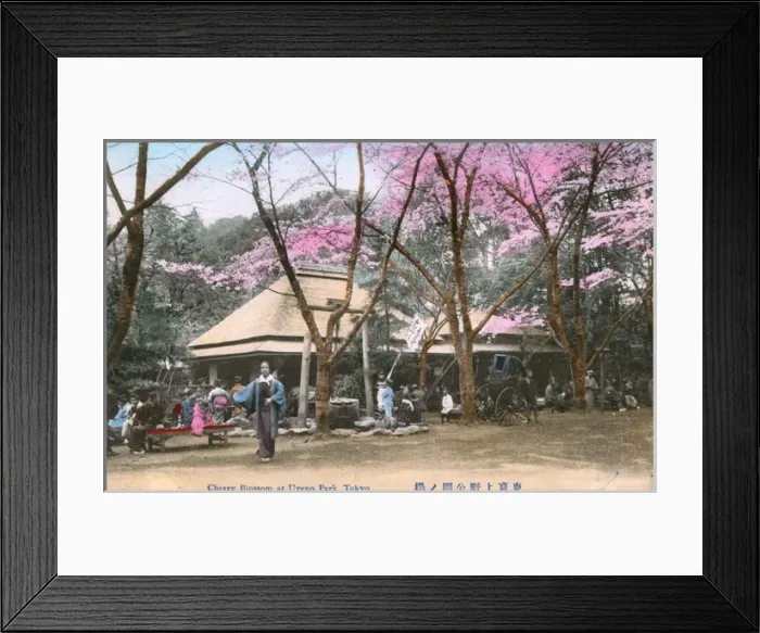 Framed Print : Cherry Blossom in Ueno Park, Tokyo, Japan Framed Print : Cherry Blossom in Ueno Park, Tokyo, Japan