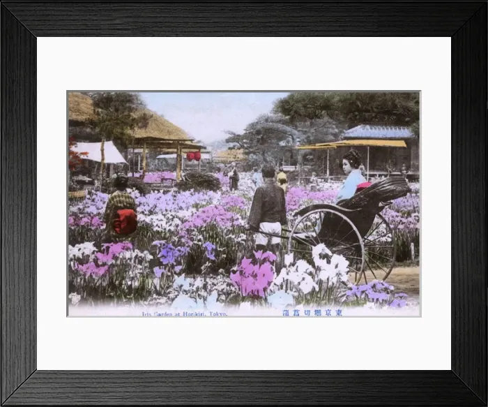 Framed Print : Iris Garden, Horikiri, Tokyo, Japan Framed Print : Iris Garden, Horikiri, Tokyo, Japan