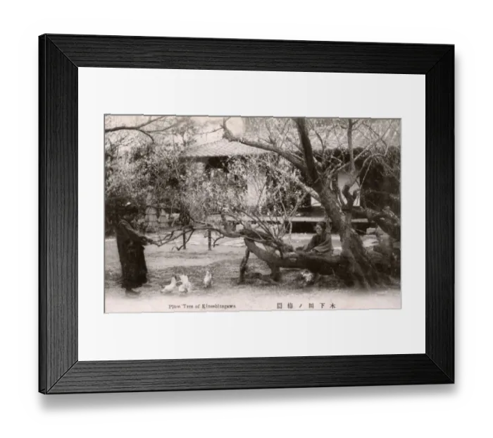 Framed Print : Ancient Plum Tree, Kinoshitagawa, Tokyo, Japan Framed Print : Ancient Plum Tree, Kinoshitagawa, Tokyo, Japan