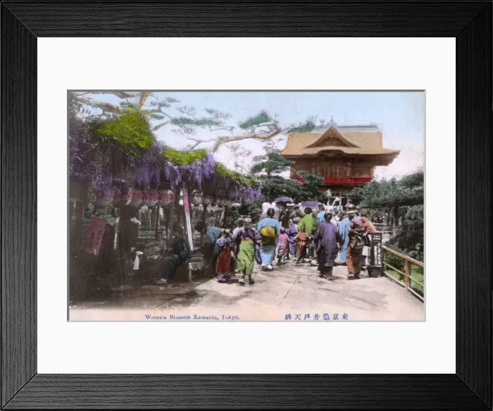 Framed Print : Wisteria Blossom - Kameido Tenjin Shrine, Tokyo, Japan Framed Print : Wisteria Blossom - Kameido Tenjin Shrine, Tokyo, Japan