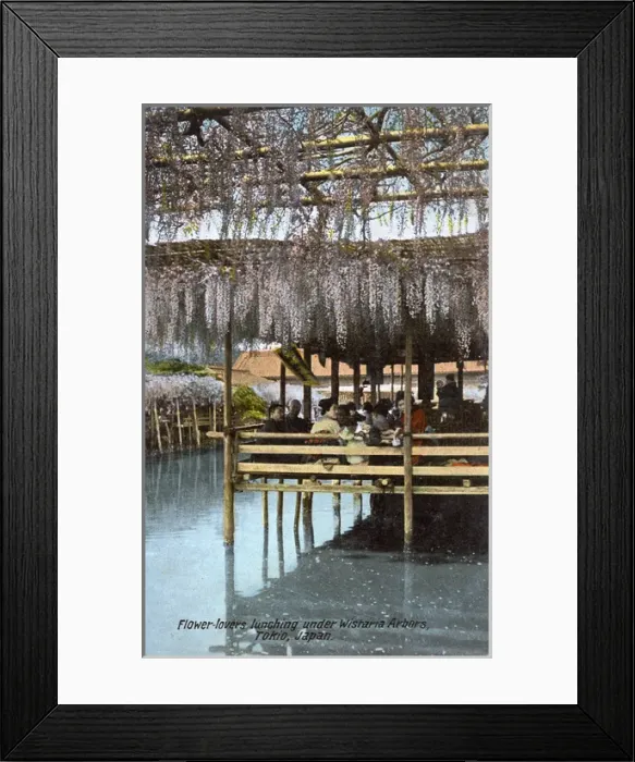 Framed Print : Flower-lovers dine beneath wisteria blossoms - Tokyo, Japan Framed Print : Flower-lovers dine beneath wisteria blossoms - Tokyo, Japan