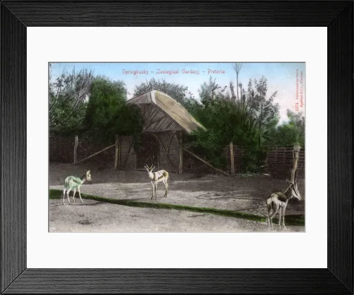 Framed Print : Springboks, Pretoria, South Africa - The Zoological Gardens Framed Print : Springboks, Pretoria, South Africa - The Zoological Gardens