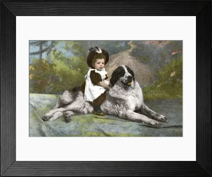 Framed Print : Kitch postcard of a Newfoundland dog and young rider Framed Print : Kitch postcard of a Newfoundland dog and young rider