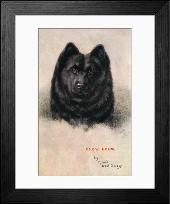 Framed Print : Chow Chow Dog Framed Print : Chow Chow Dog