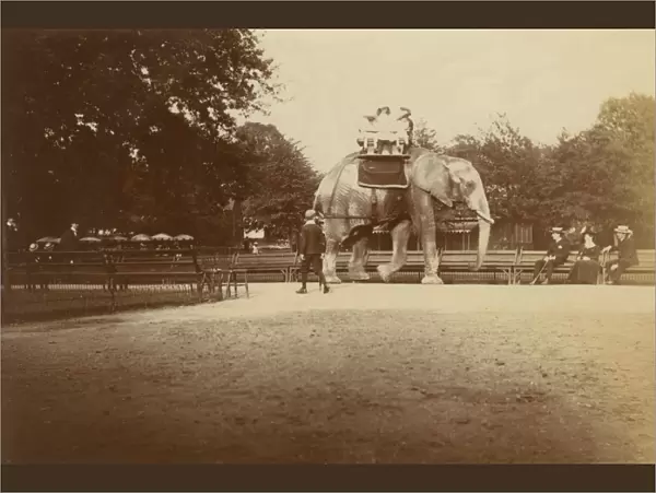 Elephant Ride - London Zoological Gardens, Regents Park