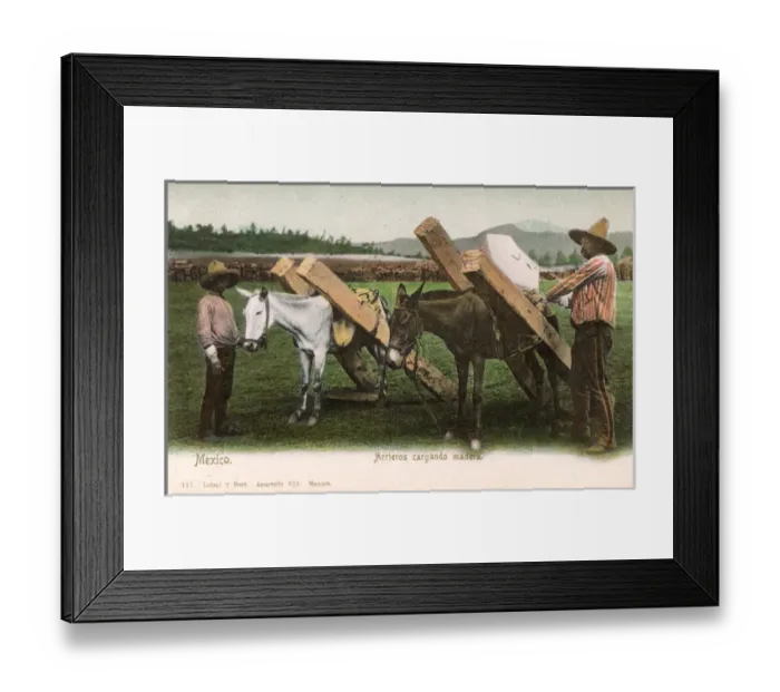 Framed Print : Loading timber-carrying Mules - Mexico Framed Print : Loading timber-carrying Mules - Mexico