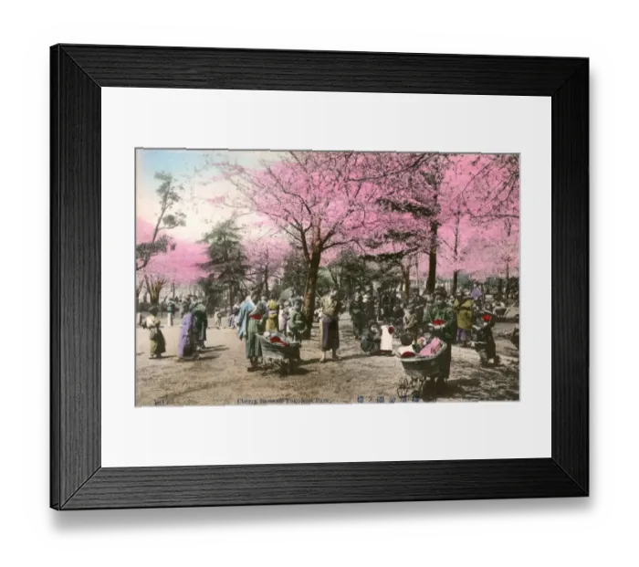 Framed Print : Yokohama, Japan - Cherry Blossom in the Park Framed Print : Yokohama, Japan - Cherry Blossom in the Park