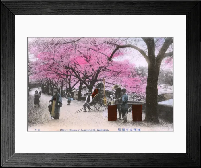 Framed Print : Yokohama, Japan - Cherry Blossom at Sakuramichi Framed Print : Yokohama, Japan - Cherry Blossom at Sakuramichi