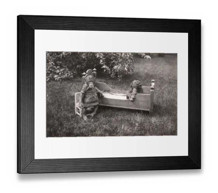 Framed Print : Two Baby Chimpanzees with childrens clothes and furniture Framed Print : Two Baby Chimpanzees with childrens clothes and furniture