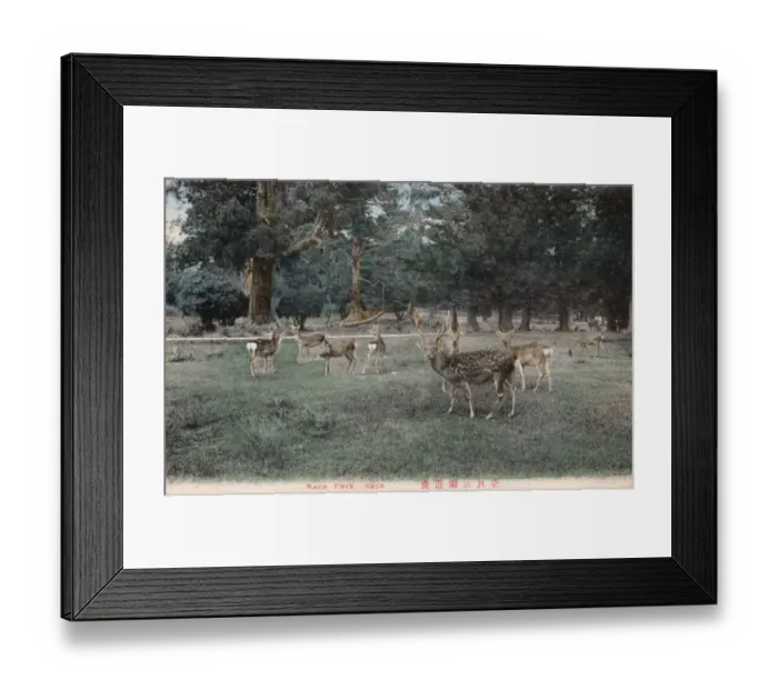 Framed Print : Shinto Kasuga Shrine at Nara, Japan - The Deer Park Framed Print : Shinto Kasuga Shrine at Nara, Japan - The Deer Park