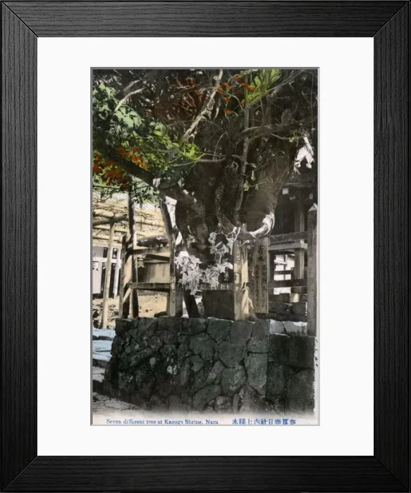 Framed Print : Shinto Kasuga Grand Shrine, Nara, Japan - Old Tree Framed Print : Shinto Kasuga Grand Shrine, Nara, Japan - Old Tree