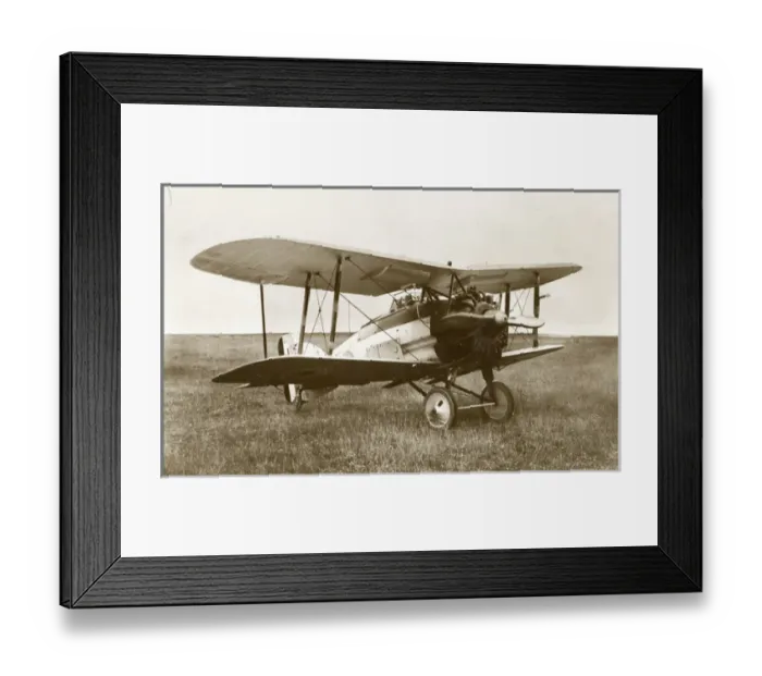 Framed Print : Gloster Gamecock Framed Print : Gloster Gamecock