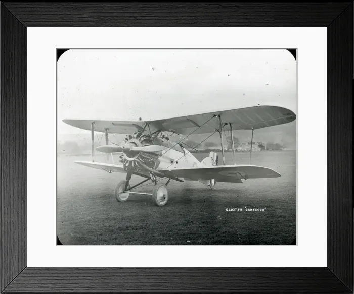 Framed Print : Gloster Gamecock Framed Print : Gloster Gamecock