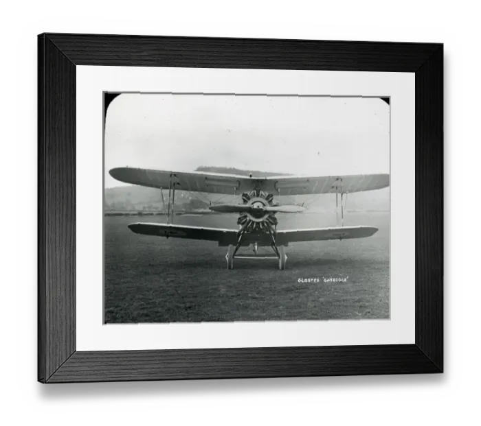 Framed Print : Gloster Gamecock Framed Print : Gloster Gamecock