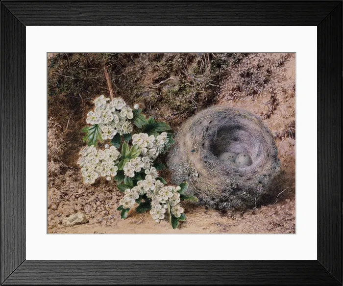: Birds Nest and Hawthorn : Birds Nest and Hawthorn