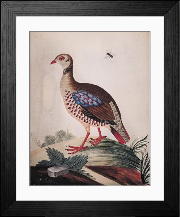 Framed Print : The Red-legged Partridge from Barbary Framed Print : The Red-legged Partridge from Barbary