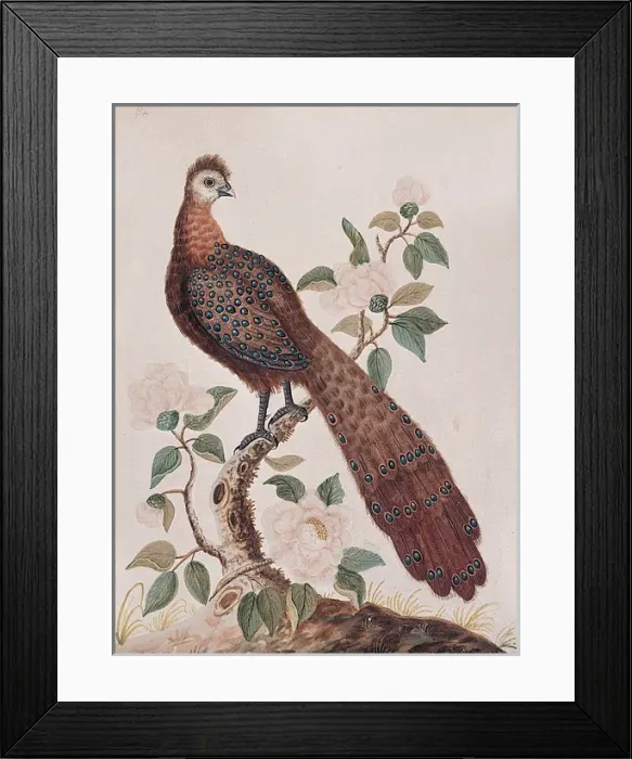 Framed Print : The Peacock Pheasant from China Framed Print : The Peacock Pheasant from China