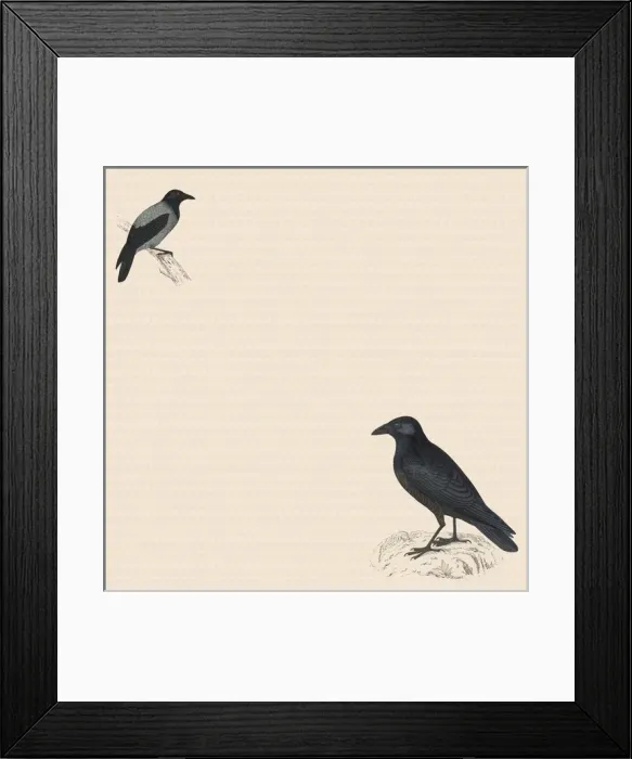 Framed Print : Two Black Birds Framed Print : Two Black Birds