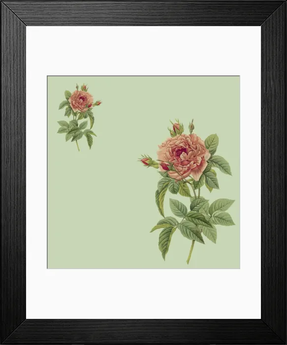 Framed Print : Two Pink Roses