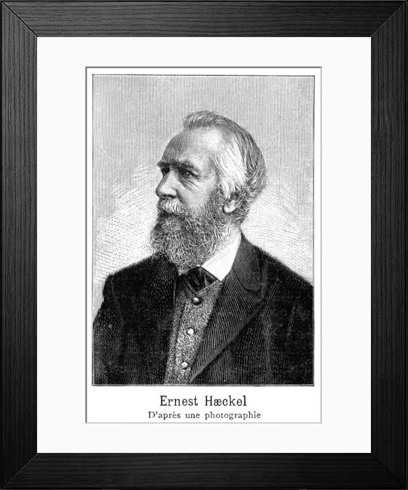 Framed Print : Ernst Haeckel - 3 Framed Print : Ernst Haeckel - 3