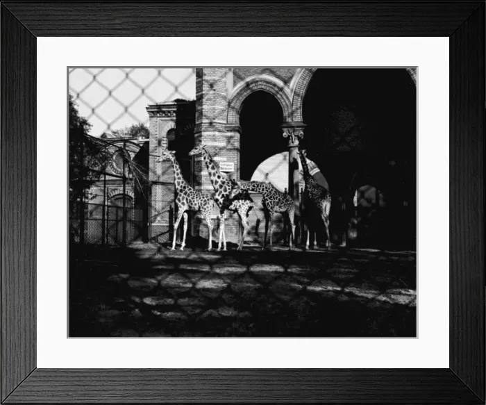 Framed Print : Giraffes at Berlin Zoo Framed Print : Giraffes at Berlin Zoo