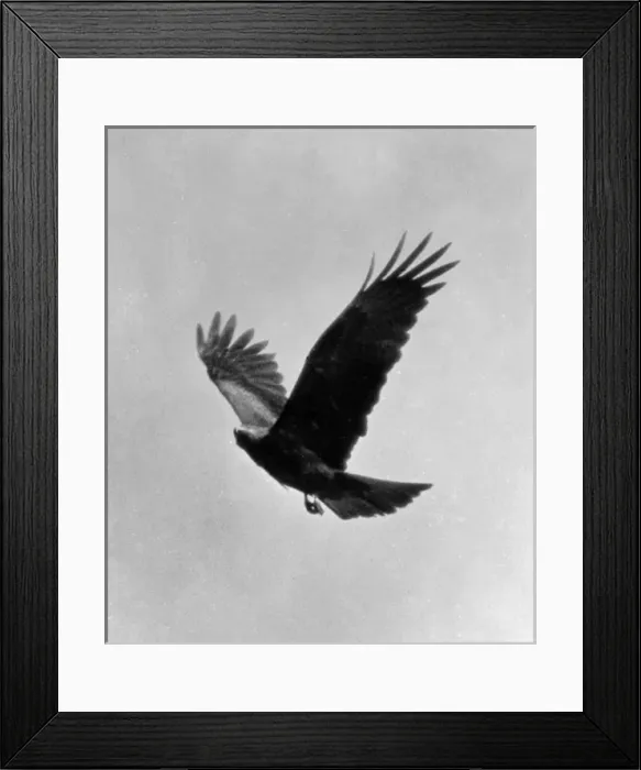 Framed Print : Egyptian Kite Framed Print : Egyptian Kite