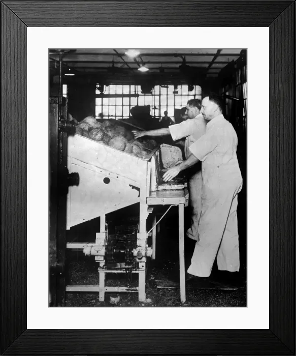 Framed Print : Champion Coconut Openers Framed Print : Champion Coconut Openers