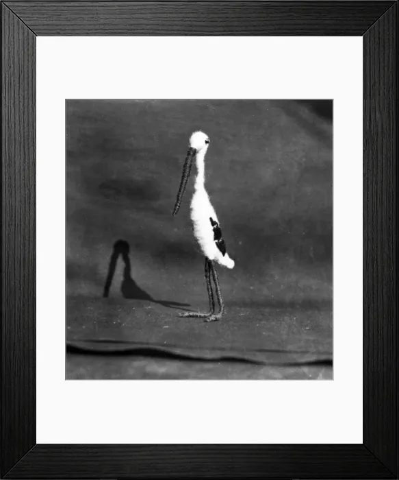 Framed Print : TOY STORK. A toy stork, a mascot made of wire and wool. Date: early 1930s Framed Print : TOY STORK. A toy stork, a mascot made of wire and wool. Date: early 1930s