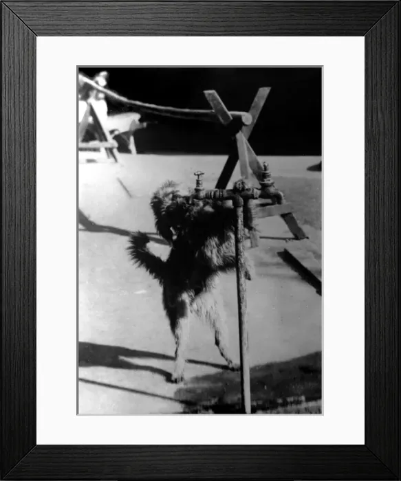 Framed Print : Dog Drinking from a Tap Framed Print : Dog Drinking from a Tap