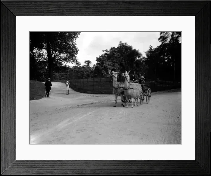 Framed Print : Llama Carriage Framed Print : Llama Carriage