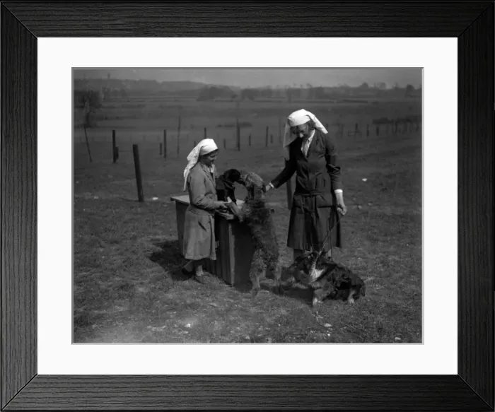 Framed Print : Dogs with Nurses Framed Print : Dogs with Nurses