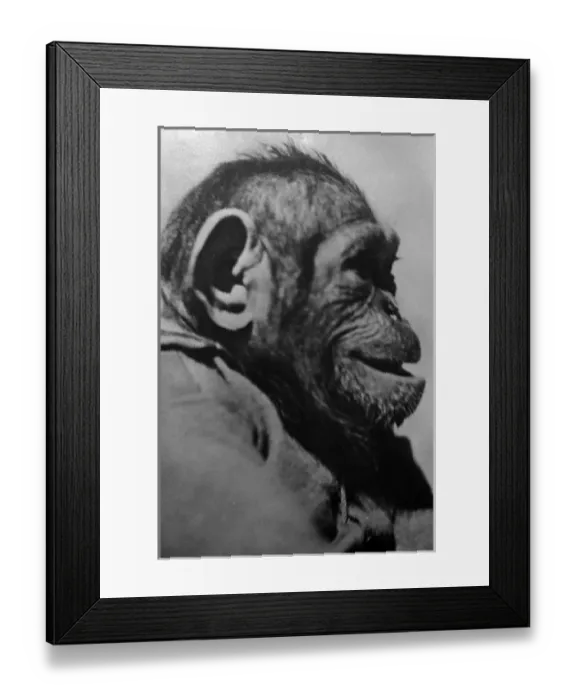 Framed Print : Profile of a Chimpanzee Framed Print : Profile of a Chimpanzee