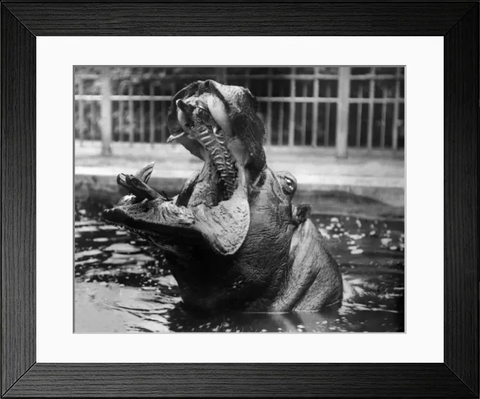 Framed Print : Hippopotamus Screaming Framed Print : Hippopotamus Screaming