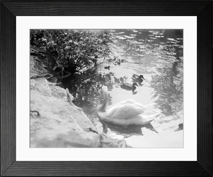 Framed Print : Swan and Cygnets Framed Print : Swan and Cygnets