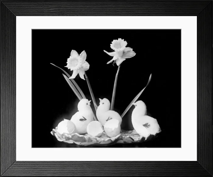 Framed Print : Easter Chicks & Daffs Framed Print : Easter Chicks & Daffs