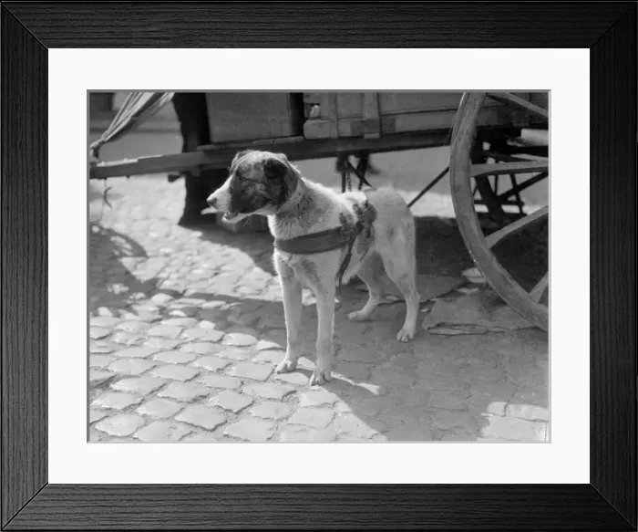 Framed Print : Belgian Dog Pulling Cart Framed Print : Belgian Dog Pulling Cart