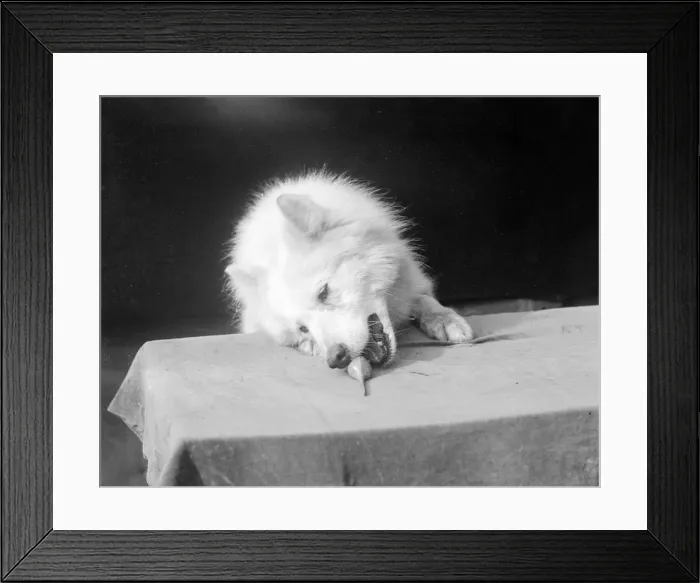 Framed Print : A Samoyed Chewing Framed Print : A Samoyed Chewing