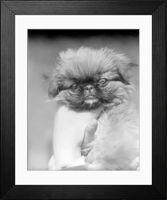 Framed Print : Pekingese Dog Framed Print : Pekingese Dog