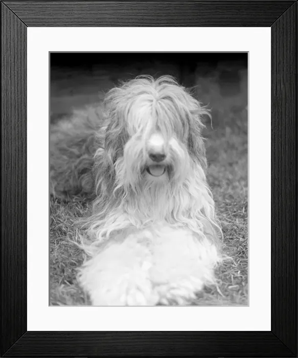 Framed Print : Old English Sheepdog Framed Print : Old English Sheepdog