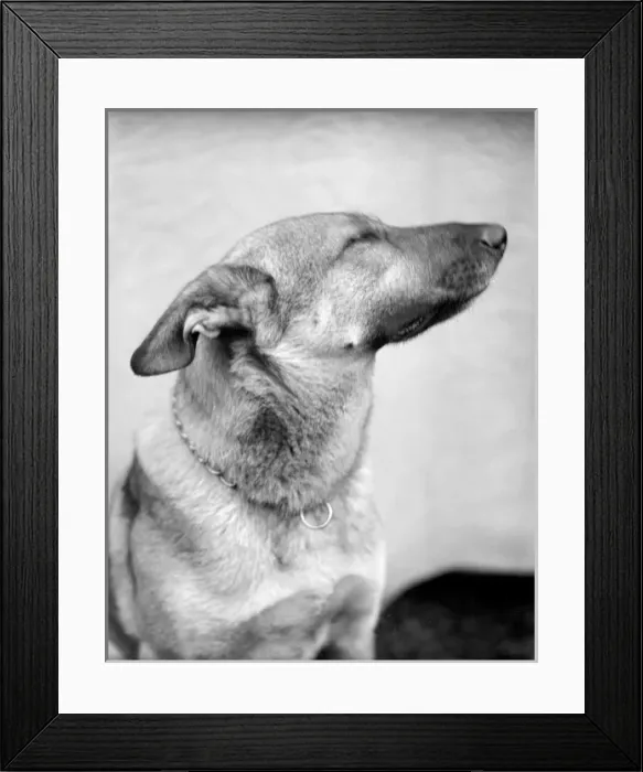 Framed Print : A German Shepherd Dog Framed Print : A German Shepherd Dog