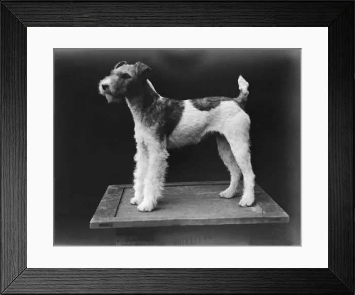 Framed Print : Wire-Haired Fox Terrier Framed Print : Wire-Haired Fox Terrier