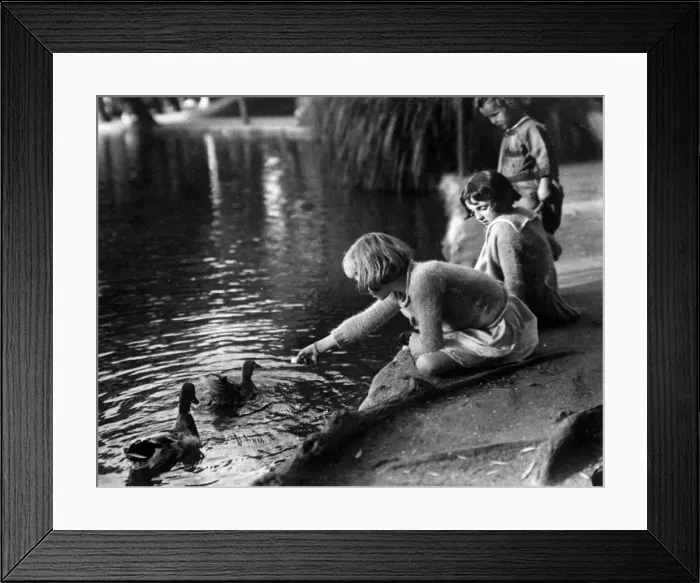 Framed Print : Feeding the Ducks Framed Print : Feeding the Ducks