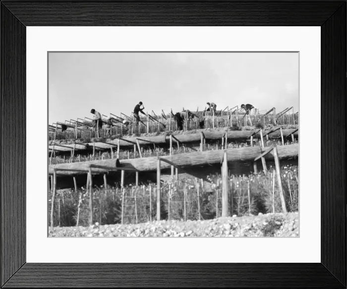 Framed Print : Harvesting Carnations