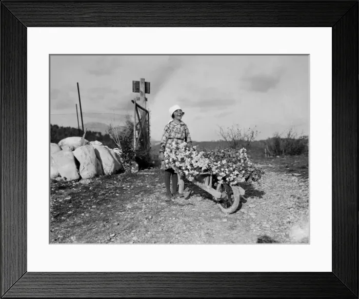 Framed Print : Harvesting Carnations Framed Print : Harvesting Carnations