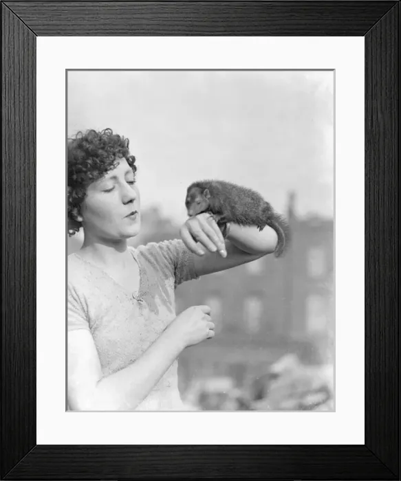 Framed Print : A Mongoose on the Arm Framed Print : A Mongoose on the Arm
