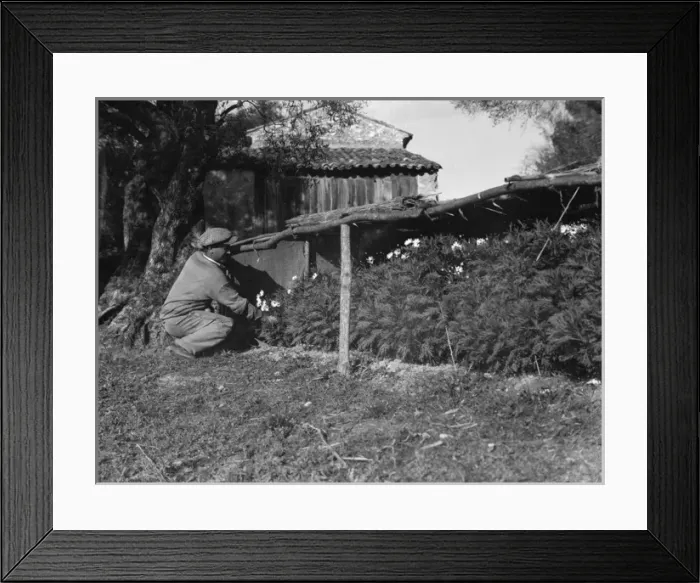 Framed Print : Harvesting Carnations Framed Print : Harvesting Carnations