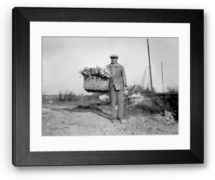 Framed Print : Harvesting Carnations Framed Print : Harvesting Carnations