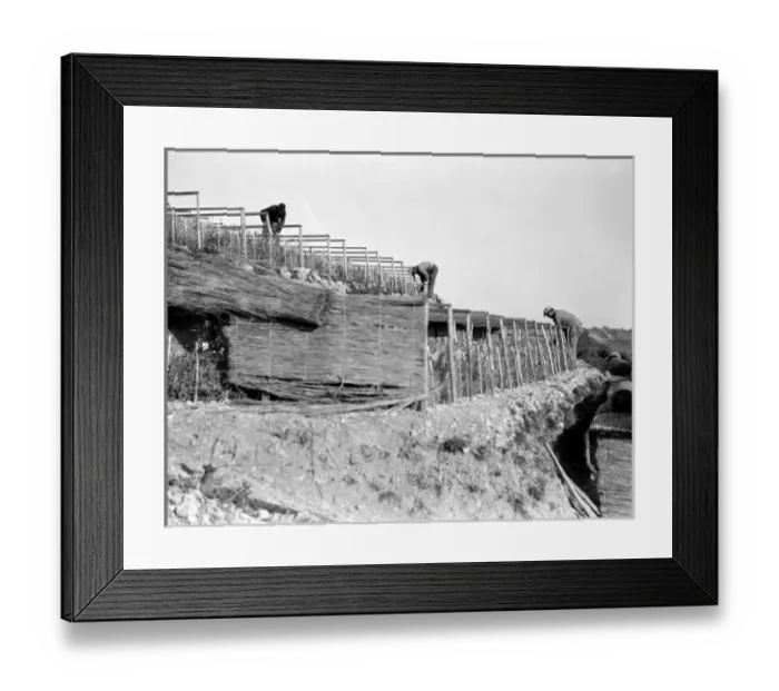 Framed Print : Harvesting Carnations Framed Print : Harvesting Carnations