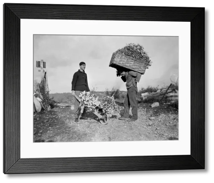 Framed Print : Harvesting Carnations Framed Print : Harvesting Carnations